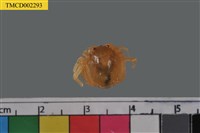 藏品(短指和尚蟹)的圖片